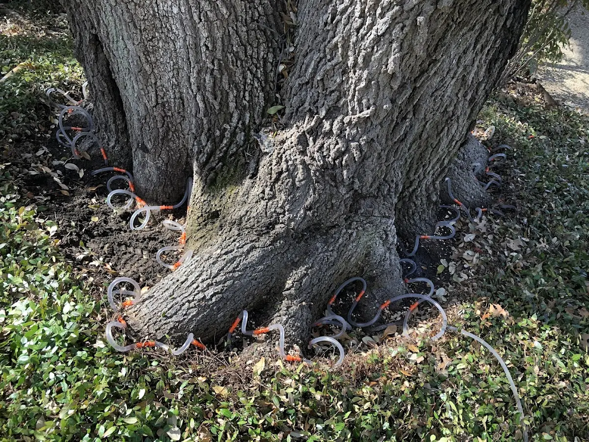 Detailed Tree Cabling and Bracing job site in Mc Intire