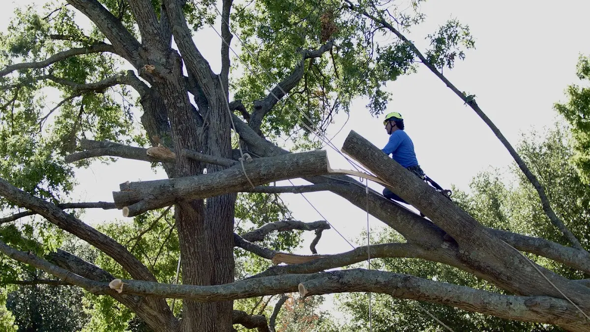 Professional Hazardous Tree Removal performed by certified arborists in Mc Intire